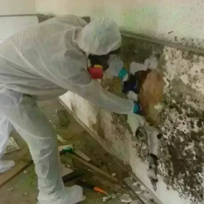 Mold Remediation and Removal in Hitchcock, TX